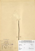藏品(野菰)的圖片